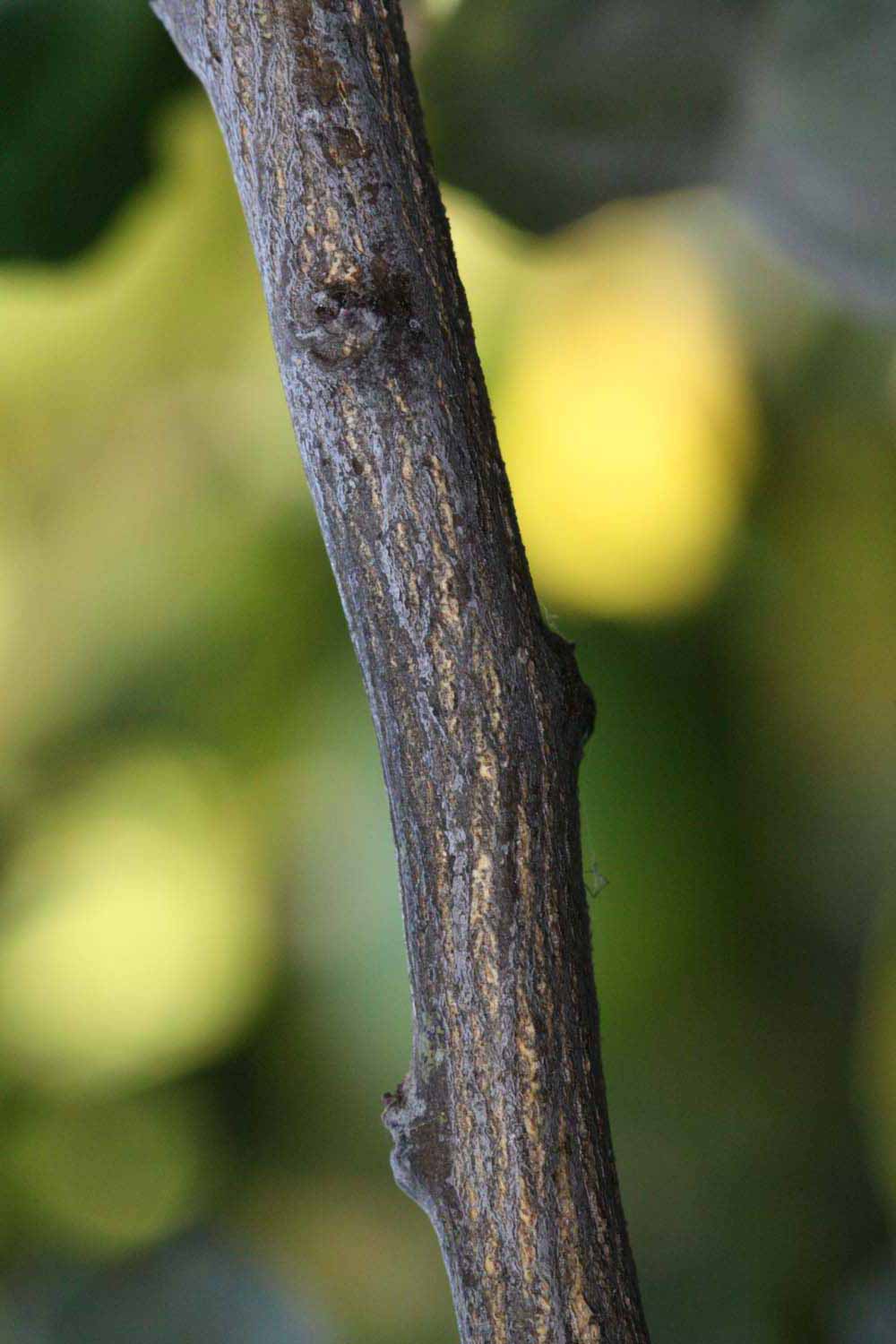              Second - third year twig (Riverside, CA)       